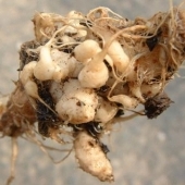 Clubroot6