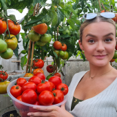 Tomato Clone