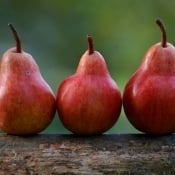 Pears